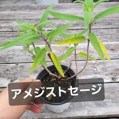 アメジストセージ