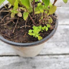 ストロベリーミント(ユキヤナギの芽？つき)の画像