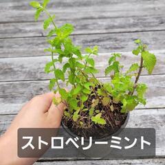 ストロベリーミント(ユキヤナギの芽？つき)