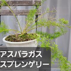 アスパラガススプレンゲリー