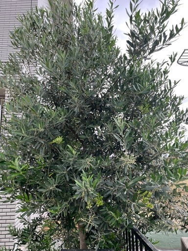 オリーブ　大株