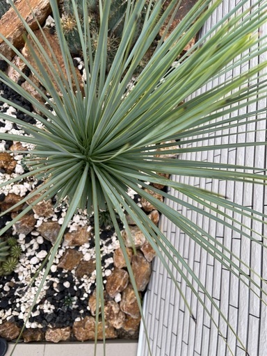 ユッカ　ロストラータ