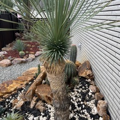 ユッカ ロストラータ