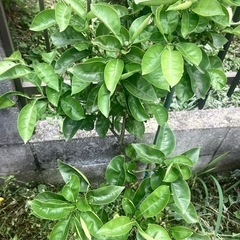 カボス苗木　3〜4年は…実が20以上ついます。高さ1.5mくらいは…