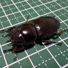 【即ブリ】本土ヒラタクワガタ♀（30.1mm）の画像