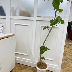 引き取り決まりました観葉植物　フィカス　ウンベラータ