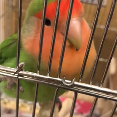 コザクラインコ