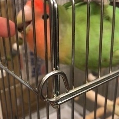 コザクラインコ - 豊川市