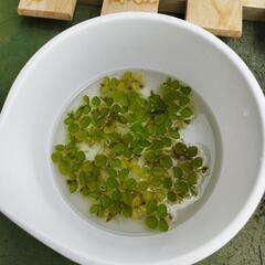 水草セット+α‬の画像