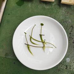 水草セット+α‬の画像