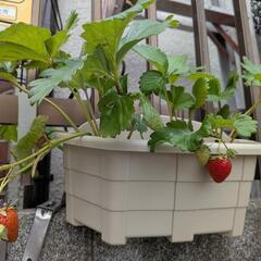 いちご🍓【3株】抜き苗