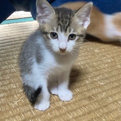 子猫の里親さん募集