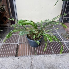 観葉植物　タマシダ　育ててください🪴