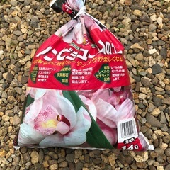 シンピジュームの土