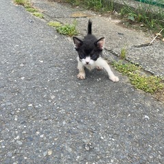 子猫 里親募集