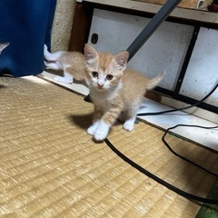 子猫の里親募集してます