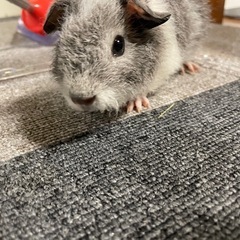 テディモルモット　ベビー　