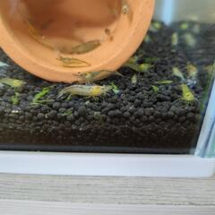 ミナミヌマエビ