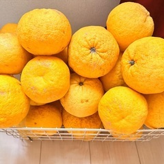 夏みかん量り売り