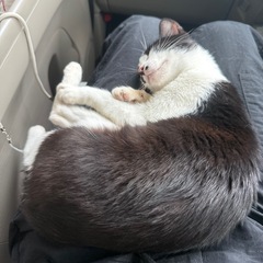 子猫 里親募集