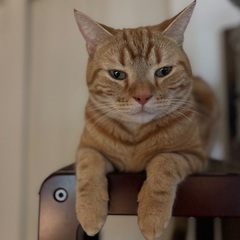 迷い猫　茶トラのオス