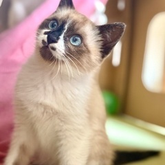 ゴロゴロかわいい♡ぱんちゃん − 千葉県