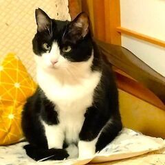 シャイなマルちゃん！ - 生駒市