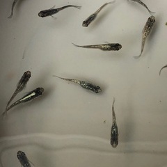 第2回目🐟メダカ販売します🐟