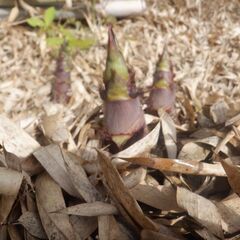 ハチク15㎏〜岐阜県産無農薬