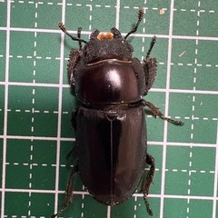 【B品】本土ヒラタクワガタ（30.1mm）