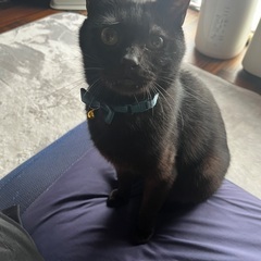 黒猫ちゃんの里親さんを募集してます