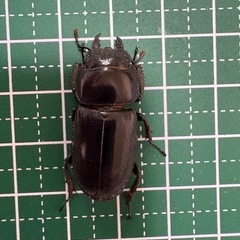 【B品】本土ヒラタクワガタ♀（30.1mm）