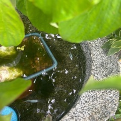 癒されメダカの画像