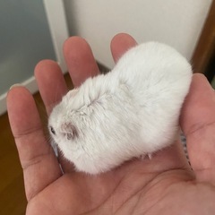 ハムスター