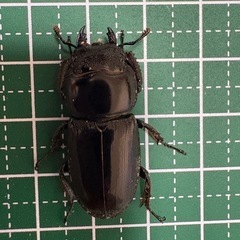 【B品】本土ヒラタクワガタ（30.9mm）