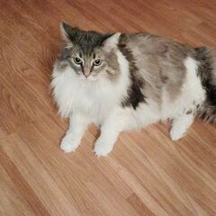 ノルウェージャンフォレストキャットメス7歳