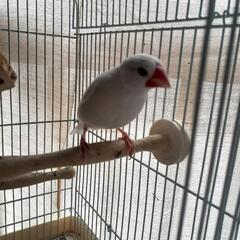 (*里親さんが決まりました*)白文鳥 - 大阪市