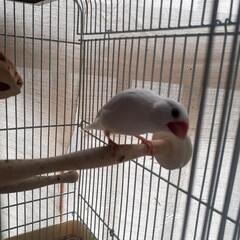 (*里親さんが決まりました*)白文鳥 - その他