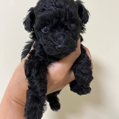 子犬生まれてます✨
