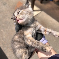 子猫里親募集です【あと2匹探してます】