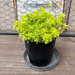 多肉植物　細葉黄金万年草