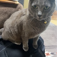 迷子猫探してます！