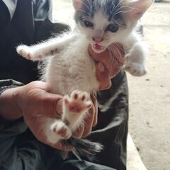 赤ちゃん猫四匹