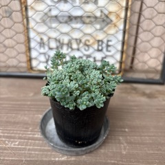 多肉植物　プレビフォリウム