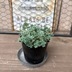 ランキングキーワードに紐づく投稿画像-多肉植物