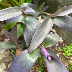 花苗の画像