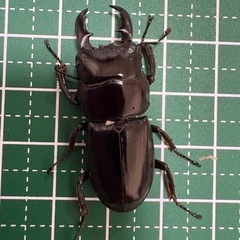 【即ブリ】本土ヒラタクワガタ♂（36.4mm）