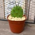 ランキングキーワードに紐づく投稿画像-多肉植物