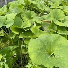野菜無人販売所ほとんど100円 売り切れる場合有り🙇‍♂️