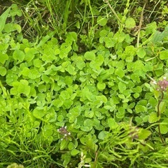 発芽確認済みストロベリー🍓キャンドル　タネ　の画像